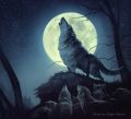Loba Nymeria Borja Pindado.jpg