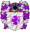 Brax de Valecorno.png