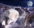 Lobos.jpg